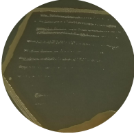 Bacillus viscerosus-BNCC