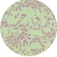 Bacillus viscerosus-BNCC