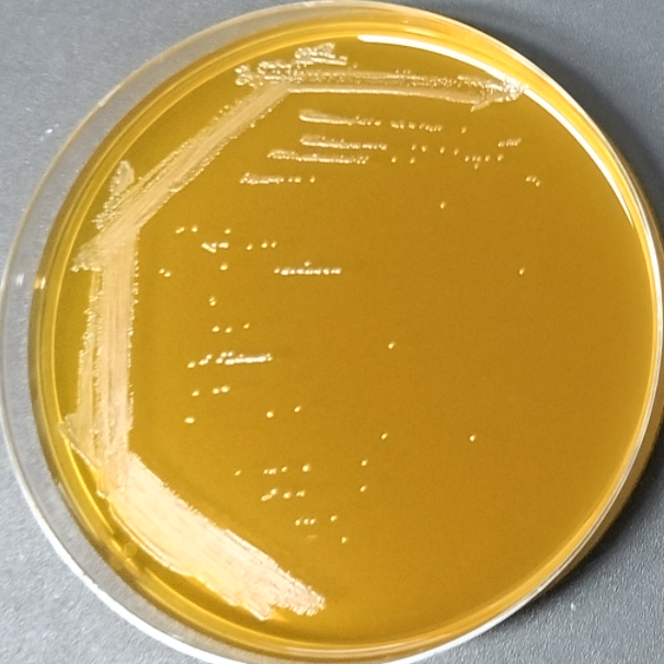 Lactobacillus acidophilus-BNCC