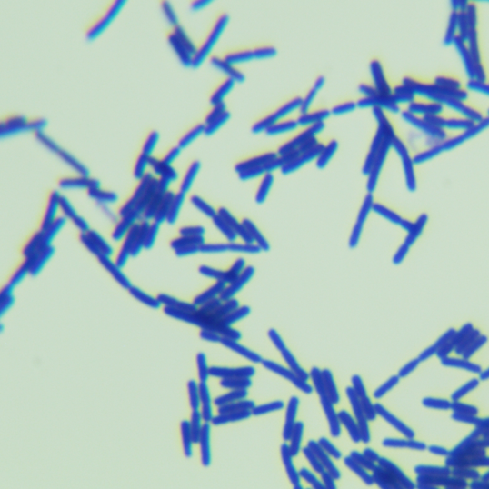 Lactobacillus acidophilus-BNCC
