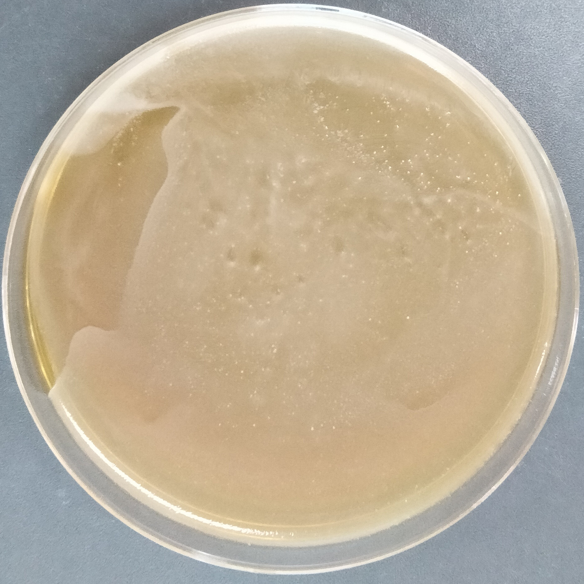 Lactobacillus rhamnosus-BNCC