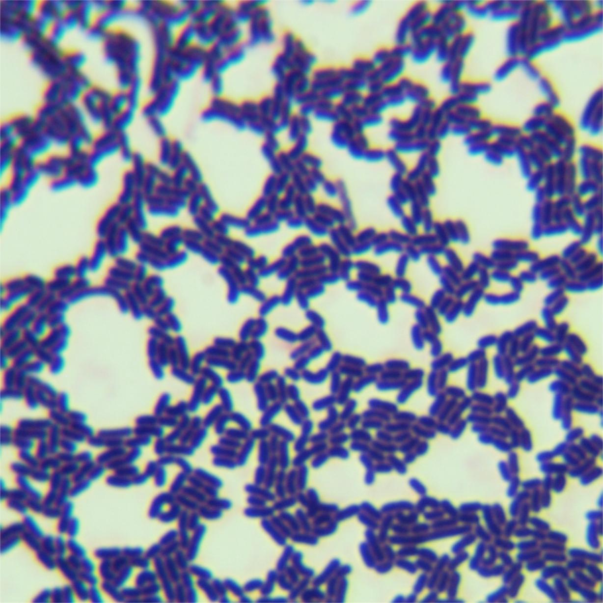 Lactobacillus rhamnosus-BNCC