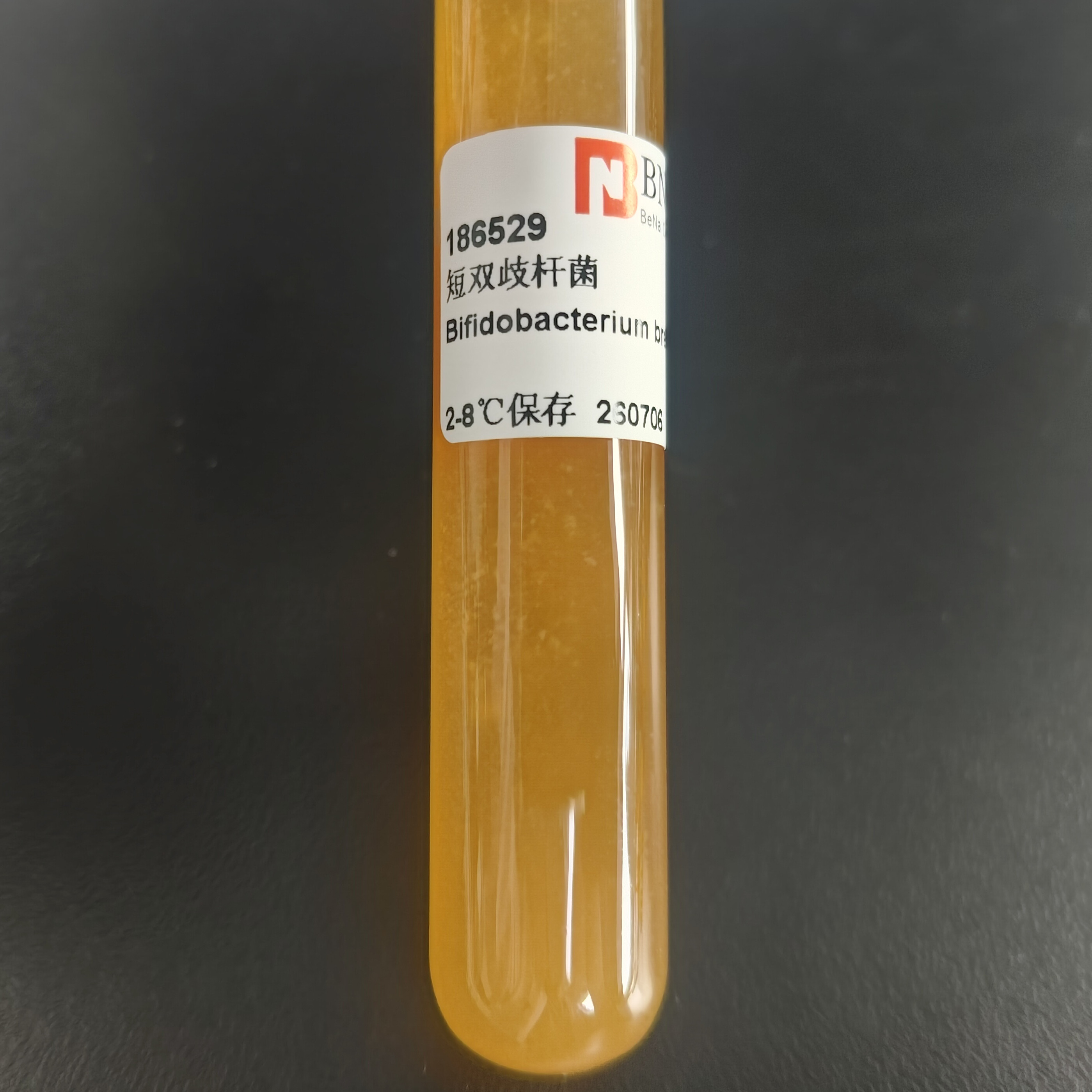 Bifidobacterium brevis-BNCC