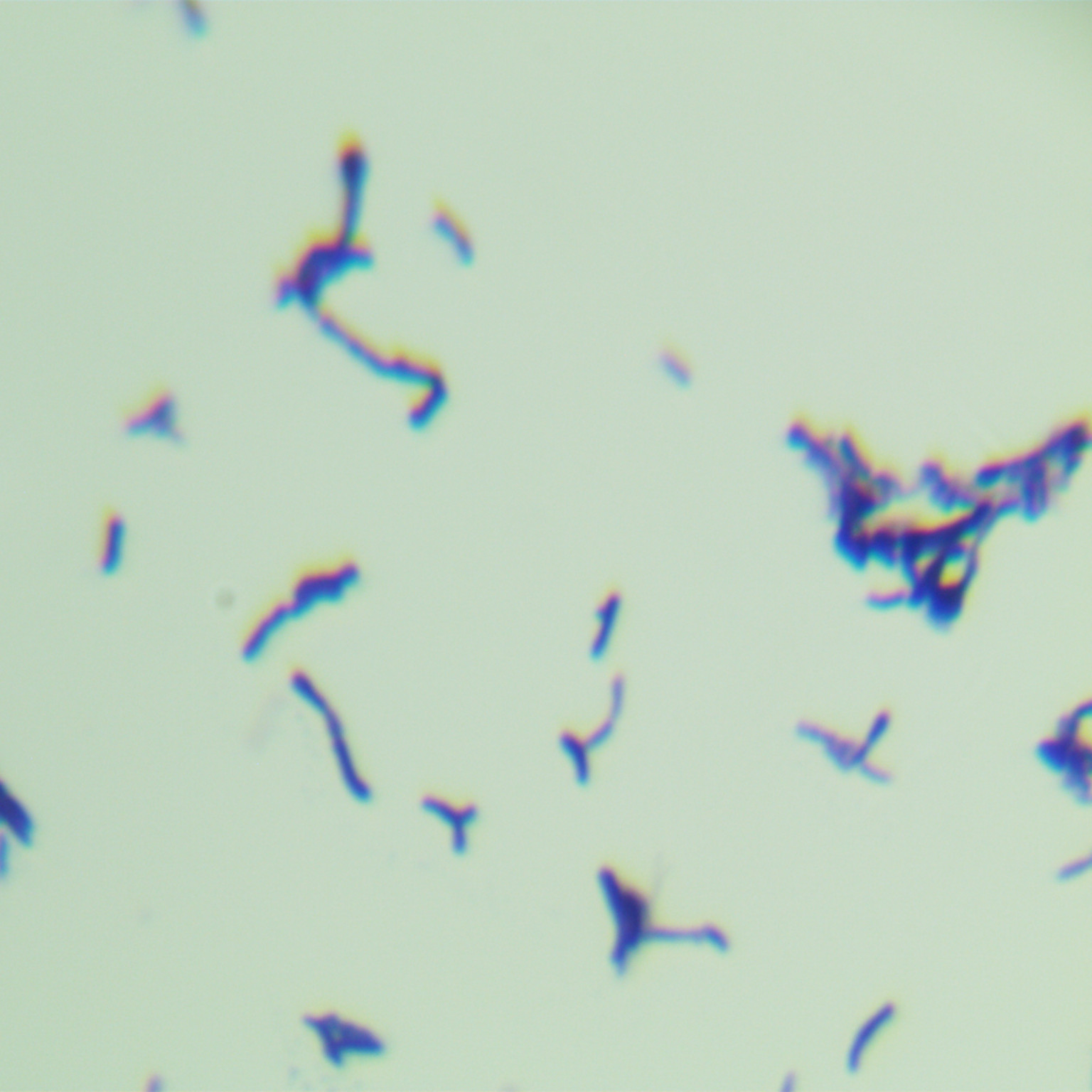 Bifidobacterium brevis-BNCC