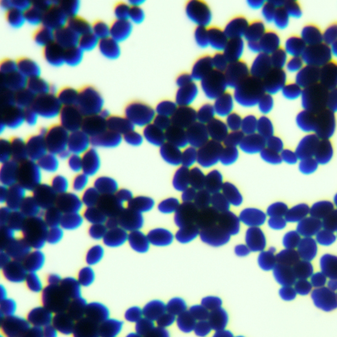 Pichia pastoris-BNCC