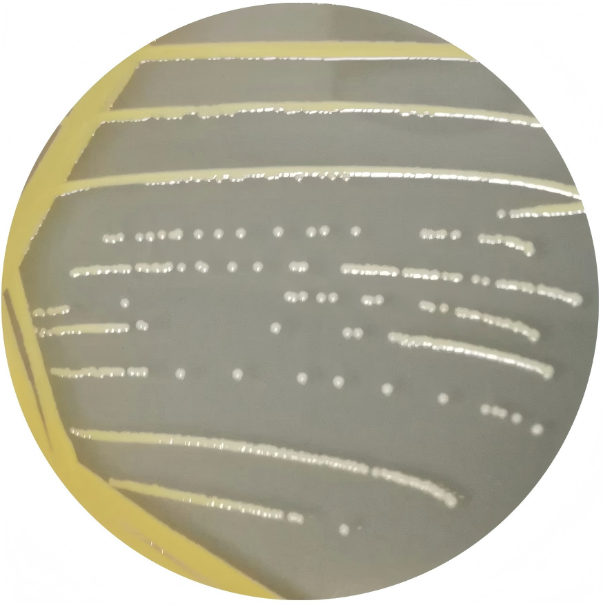 Staphylococcus aureus subspecies aureus-BNCC