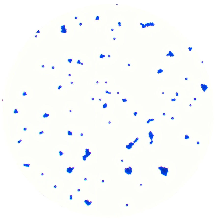 Staphylococcus aureus subspecies aureus-BNCC