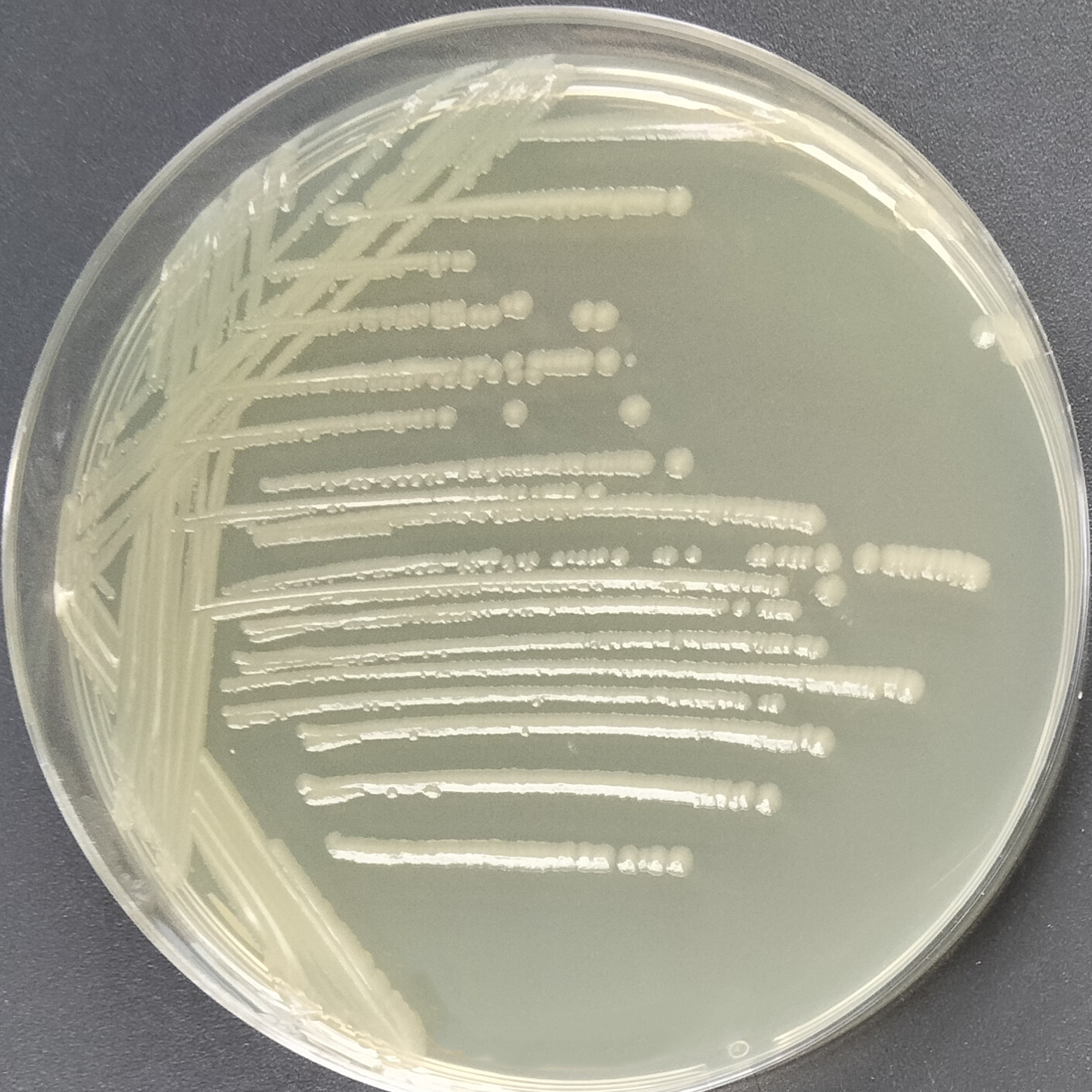 Escherichia coli-BNCC