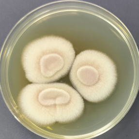 Aspergillus terreus-BNCC