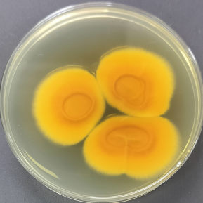 Aspergillus terreus-BNCC