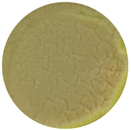 Aspergillus niger-BNCC
