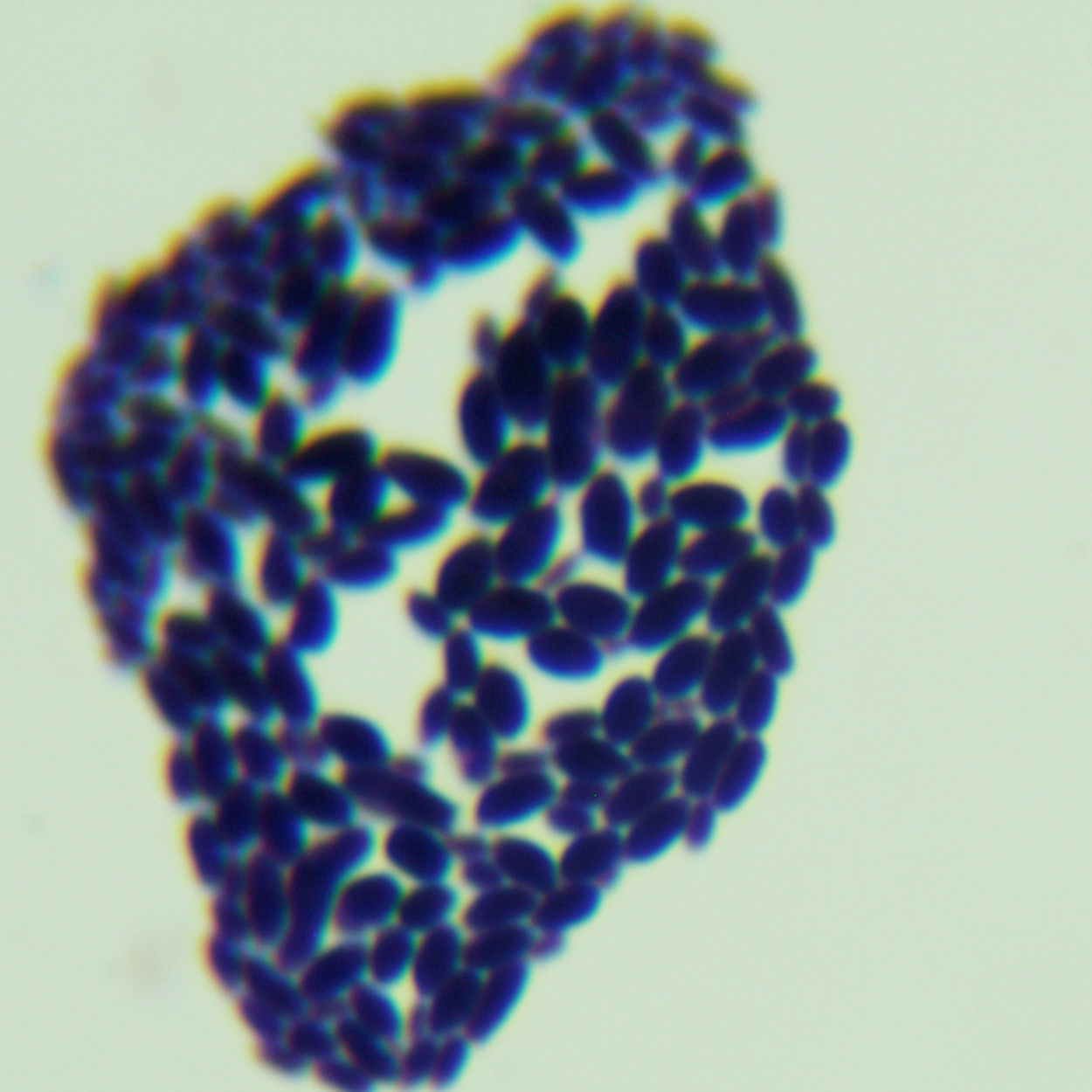 Saccharomyces cerevisiae-BNCC