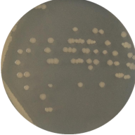 Spherical Lysine Bacillus-BNCC