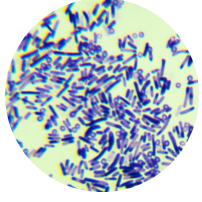 Spherical Lysine Bacillus-BNCC
