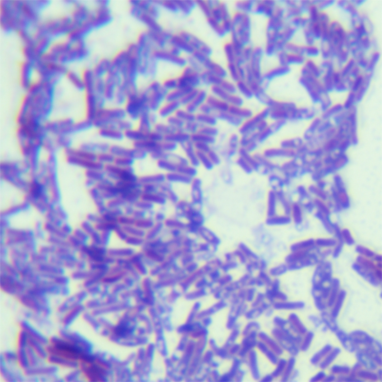 Bacillus cereus-BNCC