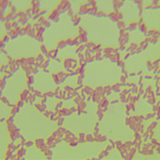 Burkholderia cepacia-BNCC
