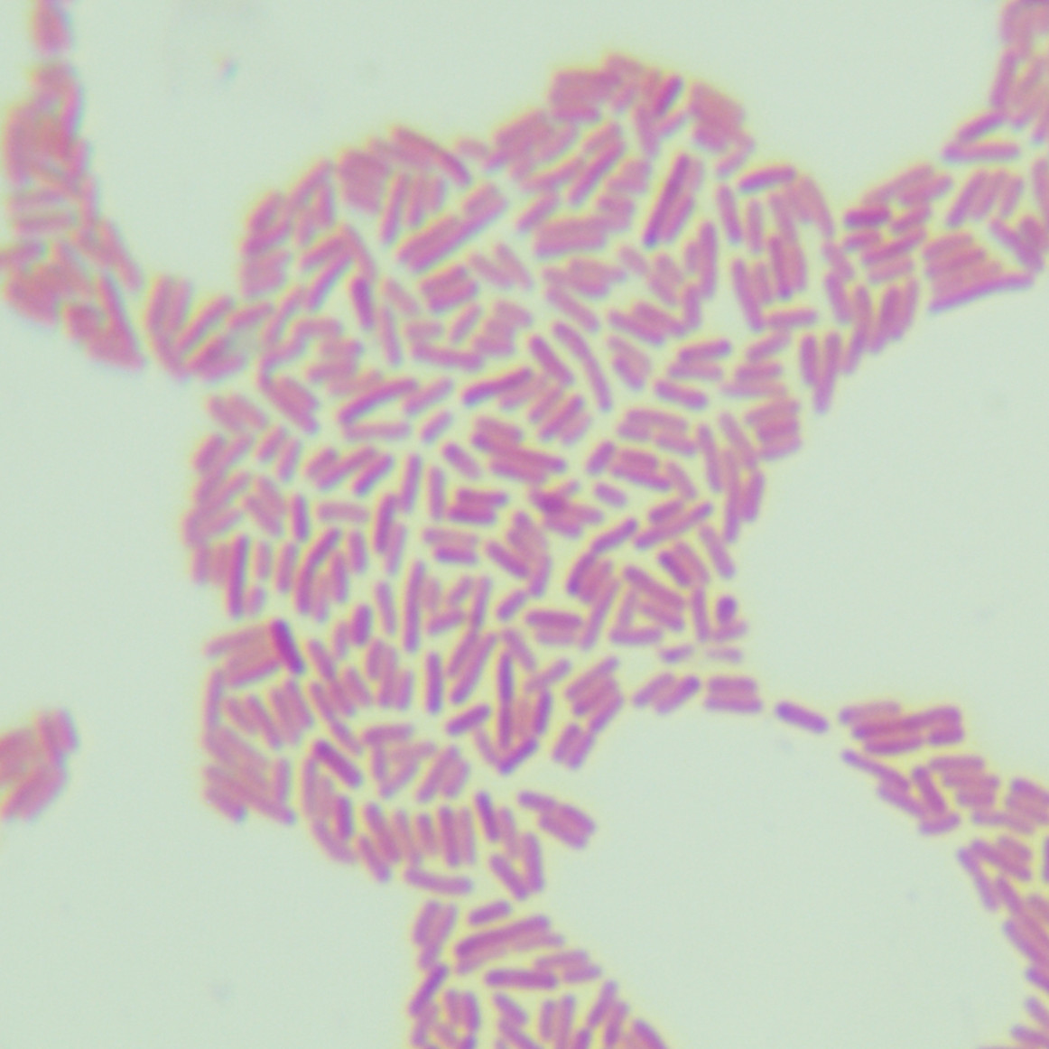 Escherichia coli-BNCC