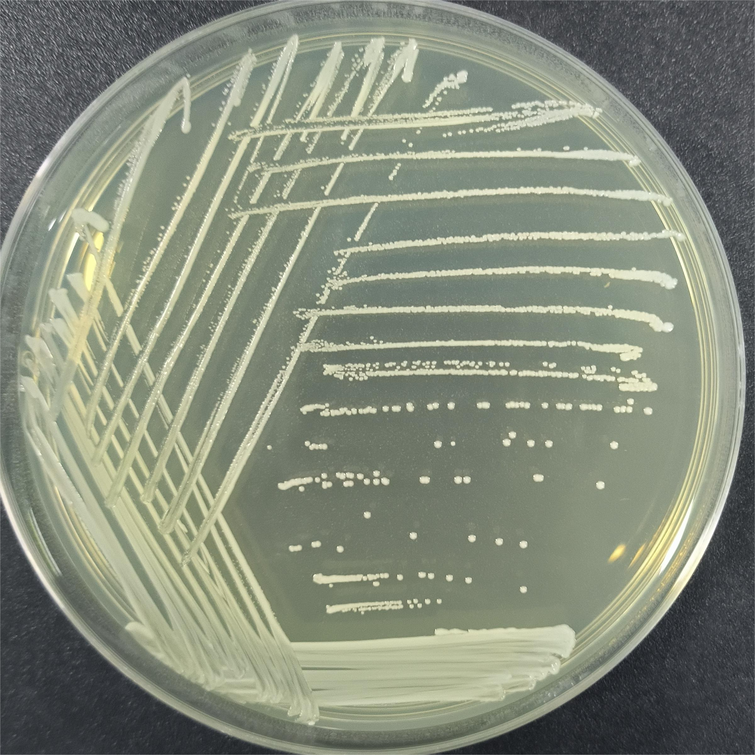 Staphylococcus epidermidis-BNCC