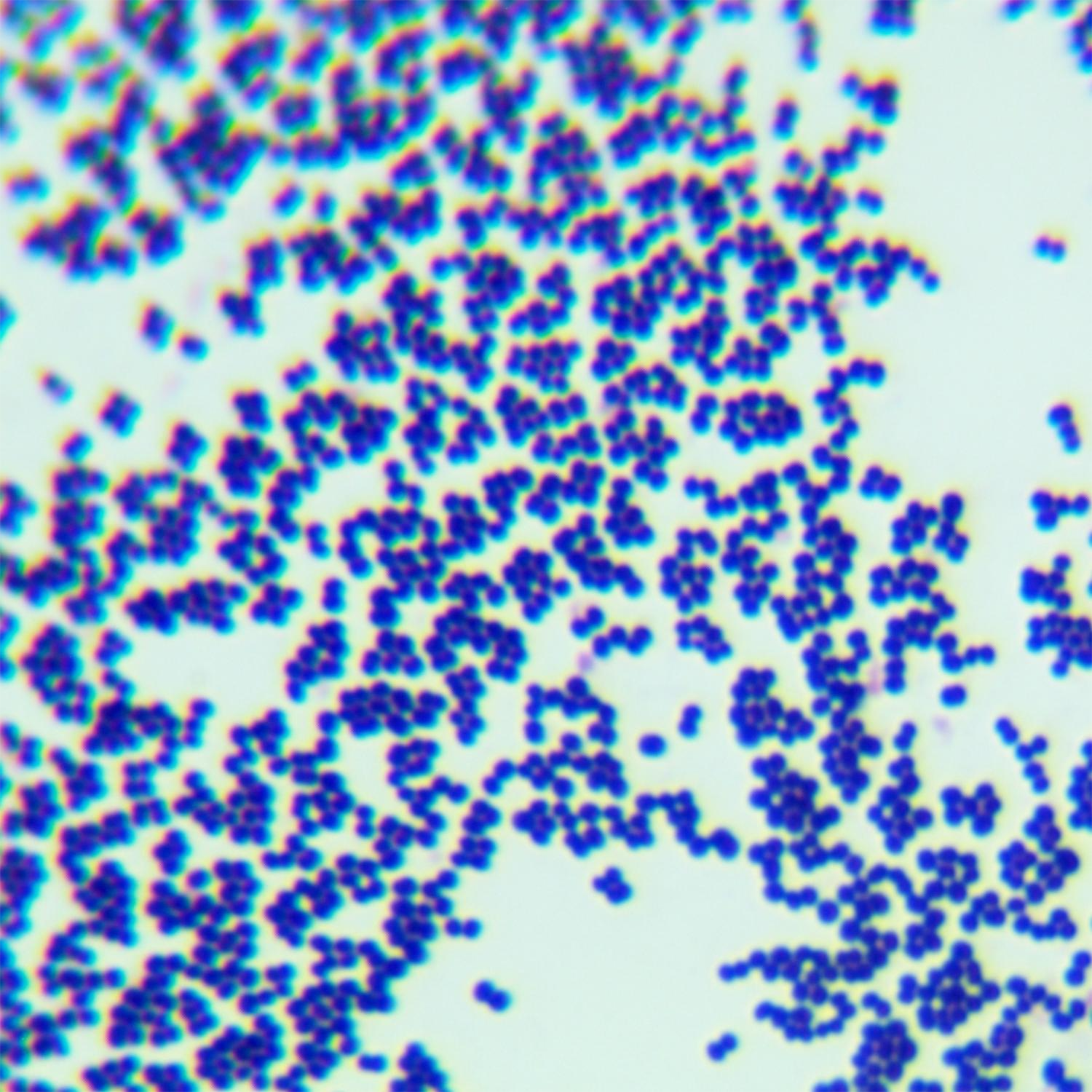 Staphylococcus epidermidis-BNCC