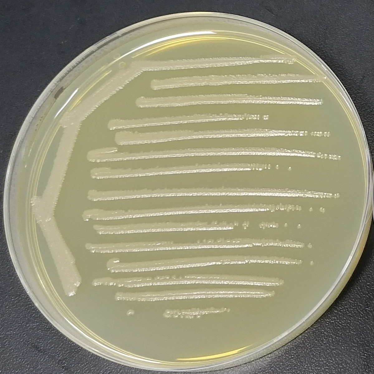 Pseudomonas aeruginosa-BNCC