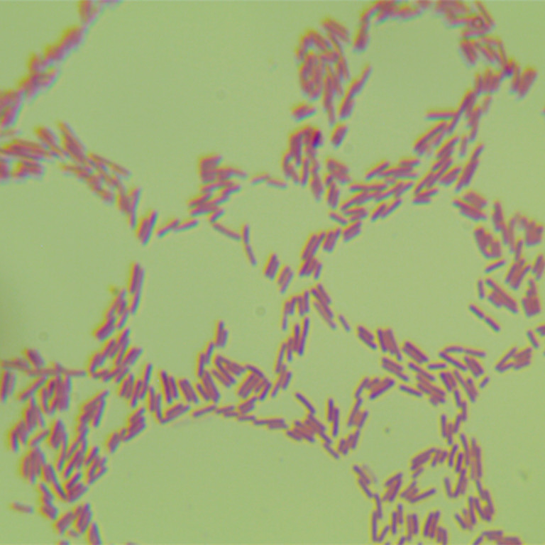 Pseudomonas aeruginosa-BNCC