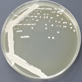 Brewing yeast-BNCC