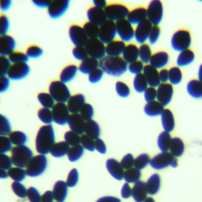 Brewing yeast-BNCC