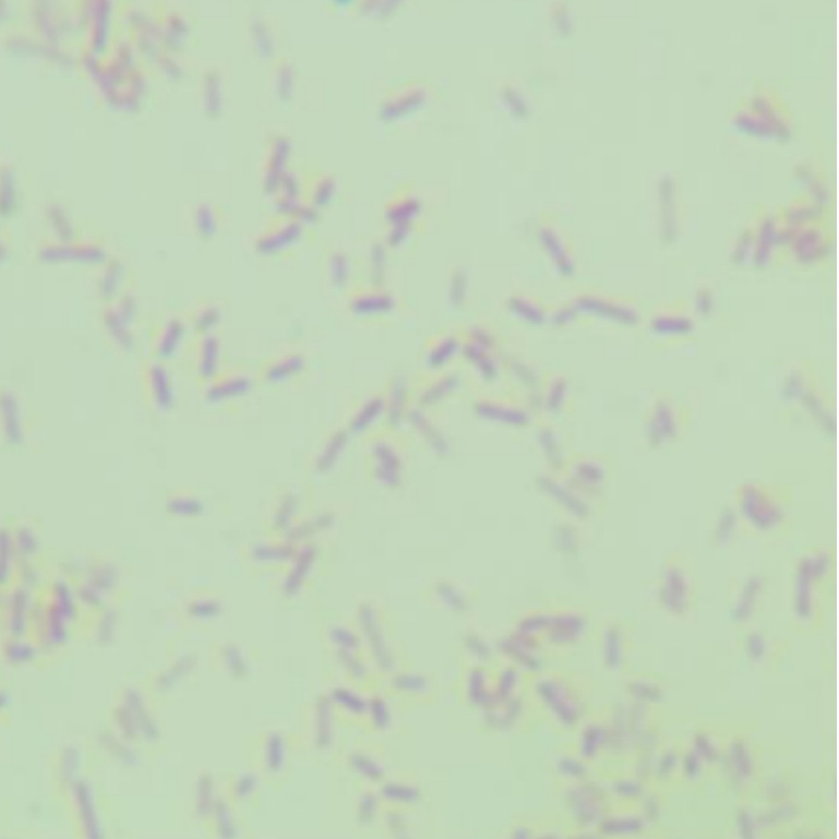 Acinetobacter baumannii-BNCC