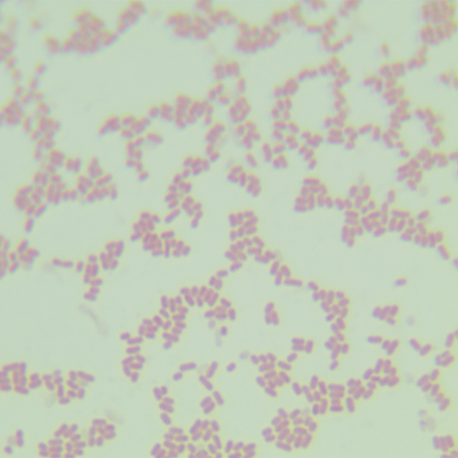 Enteropathogenic Escherichia coli-BNCC