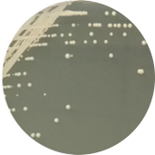 Brewing yeast-BNCC