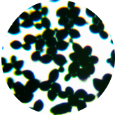 Brewing yeast-BNCC