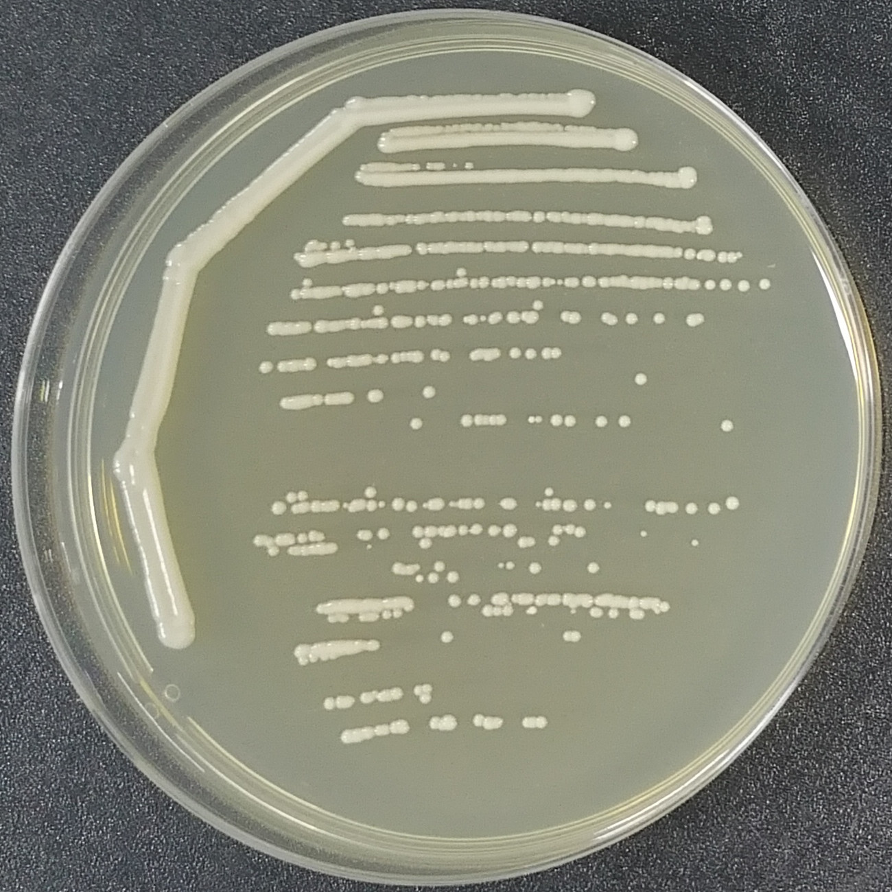 Brewing yeast-BNCC