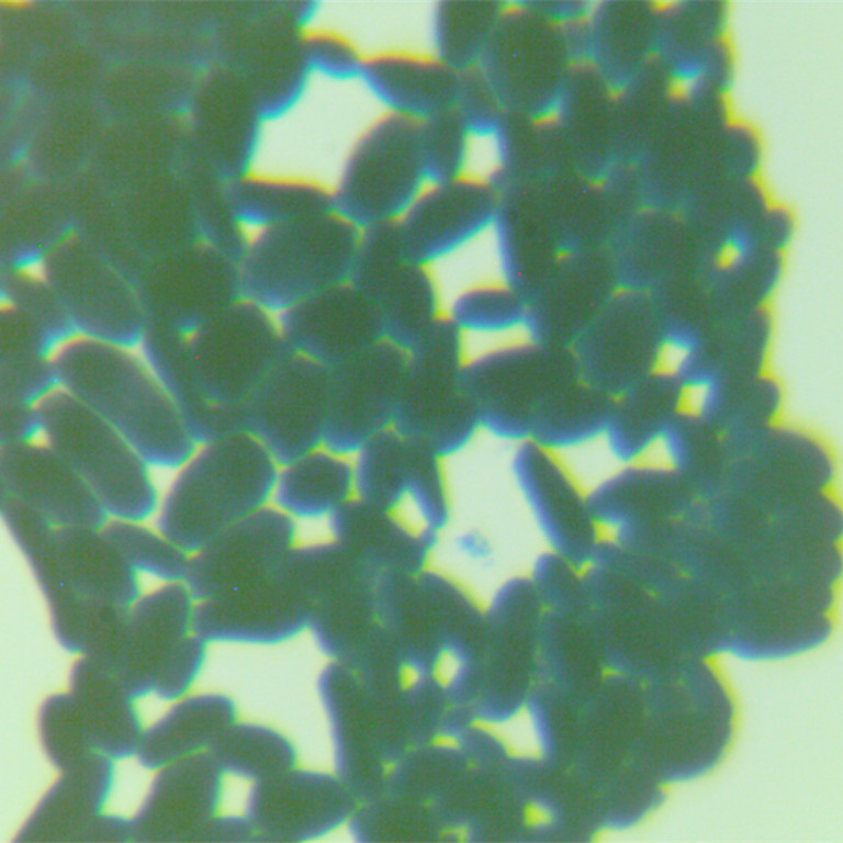Brewing yeast-BNCC