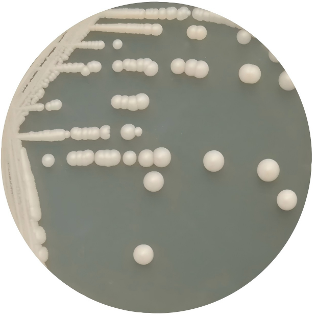Baker's yeast-BNCC