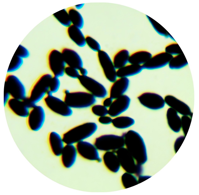 Baker's yeast-BNCC