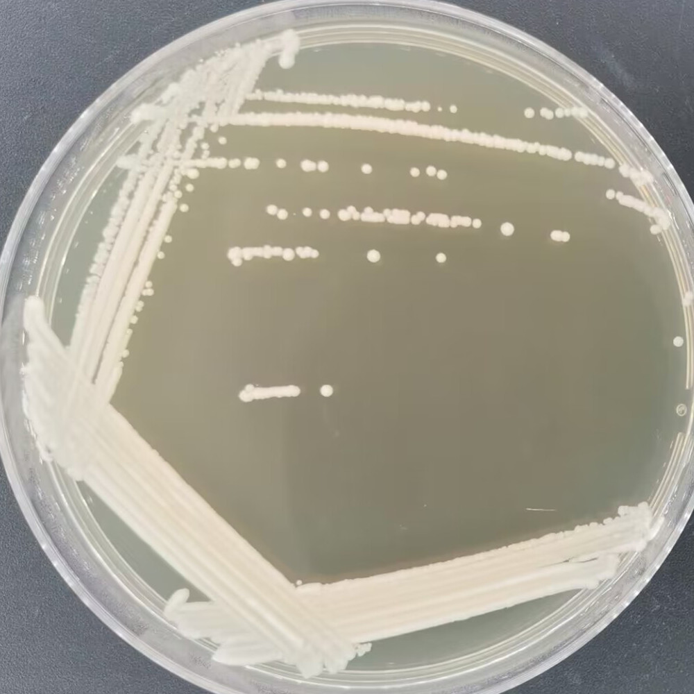 Brewing yeast-BNCC