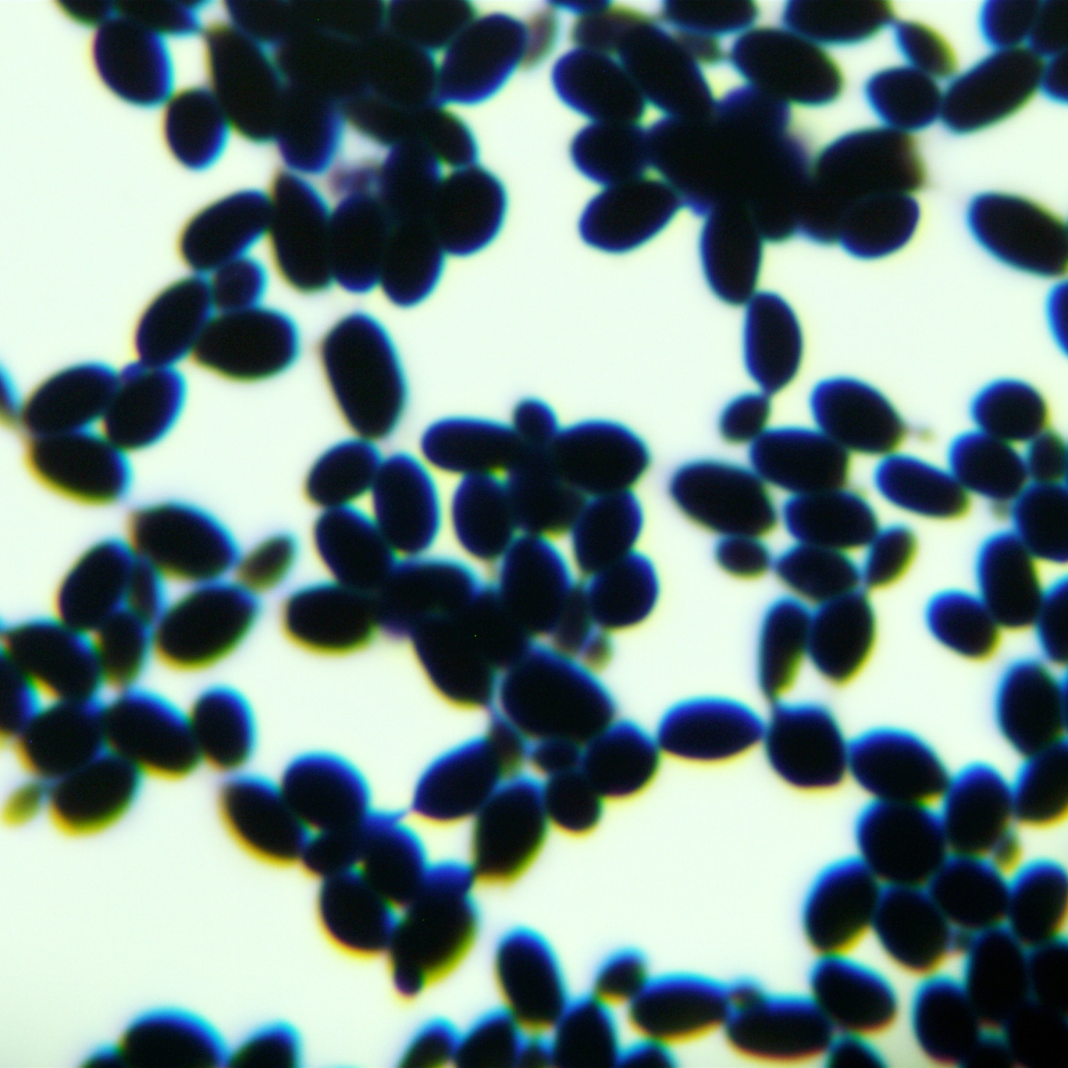 Brewing yeast-BNCC
