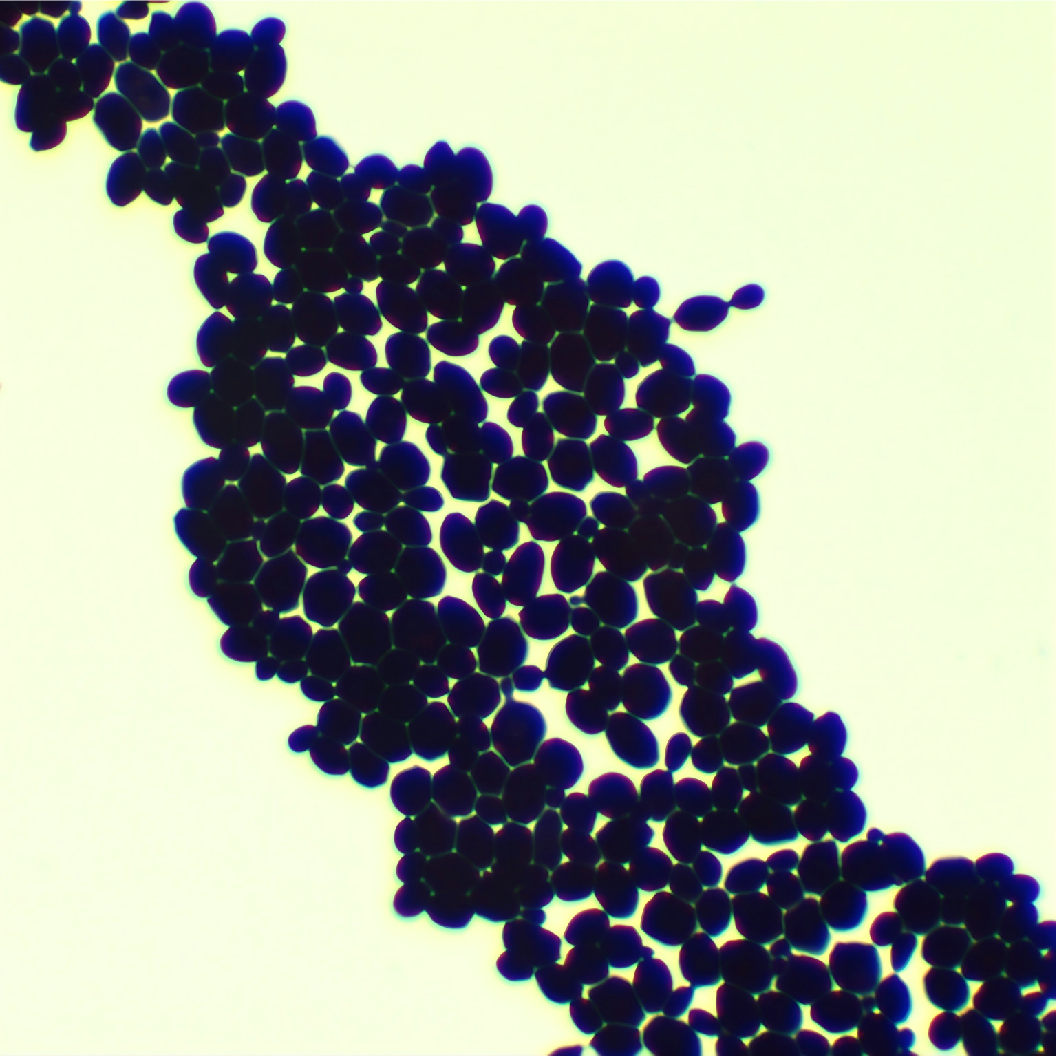 Brewing yeast-BNCC