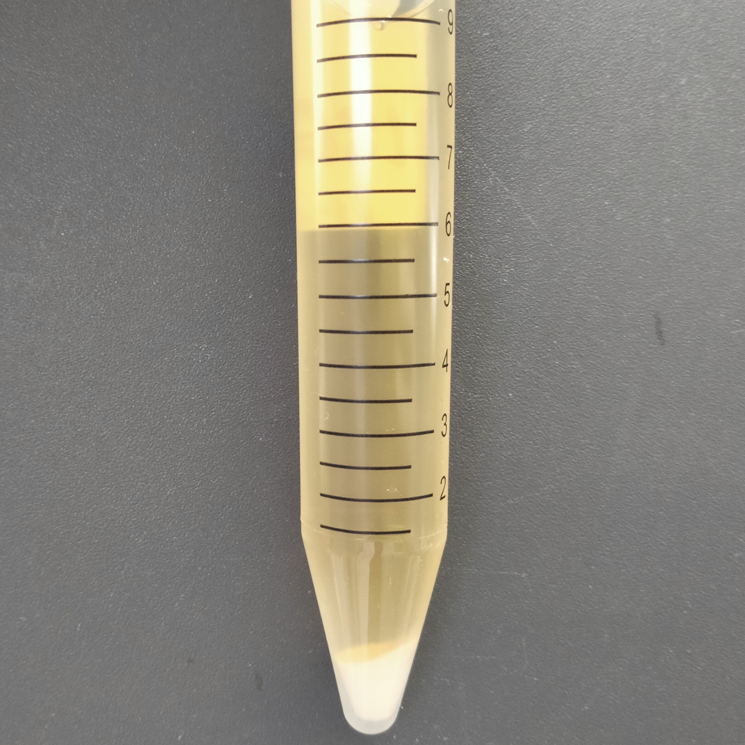 Brewing yeast-BNCC