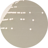 Brewing yeast-BNCC