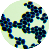 Brewing yeast-BNCC
