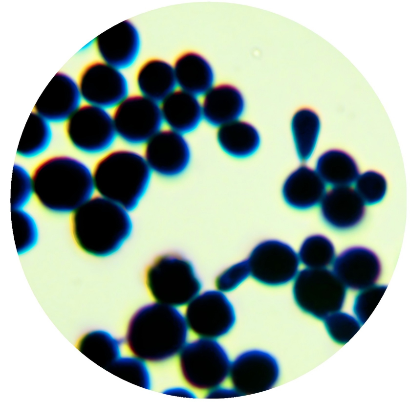 Baker's yeast-BNCC