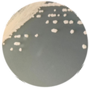Saccharomyces cerevisiae-BNCC