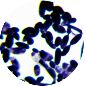 Saccharomyces cerevisiae-BNCC