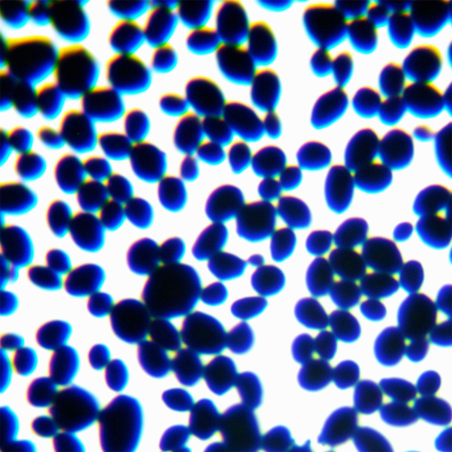 Brewing yeast-BNCC