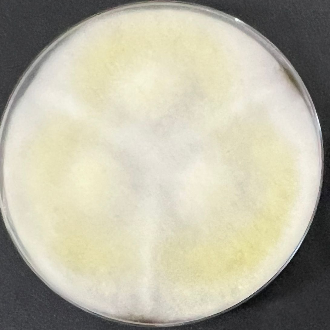 Aspergillus oryzae-BNCC