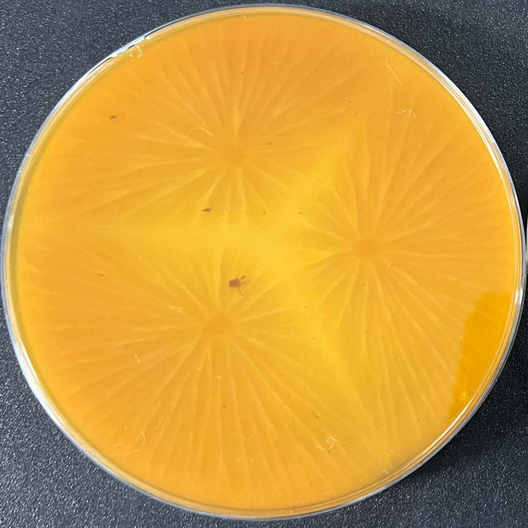 Aspergillus oryzae-BNCC