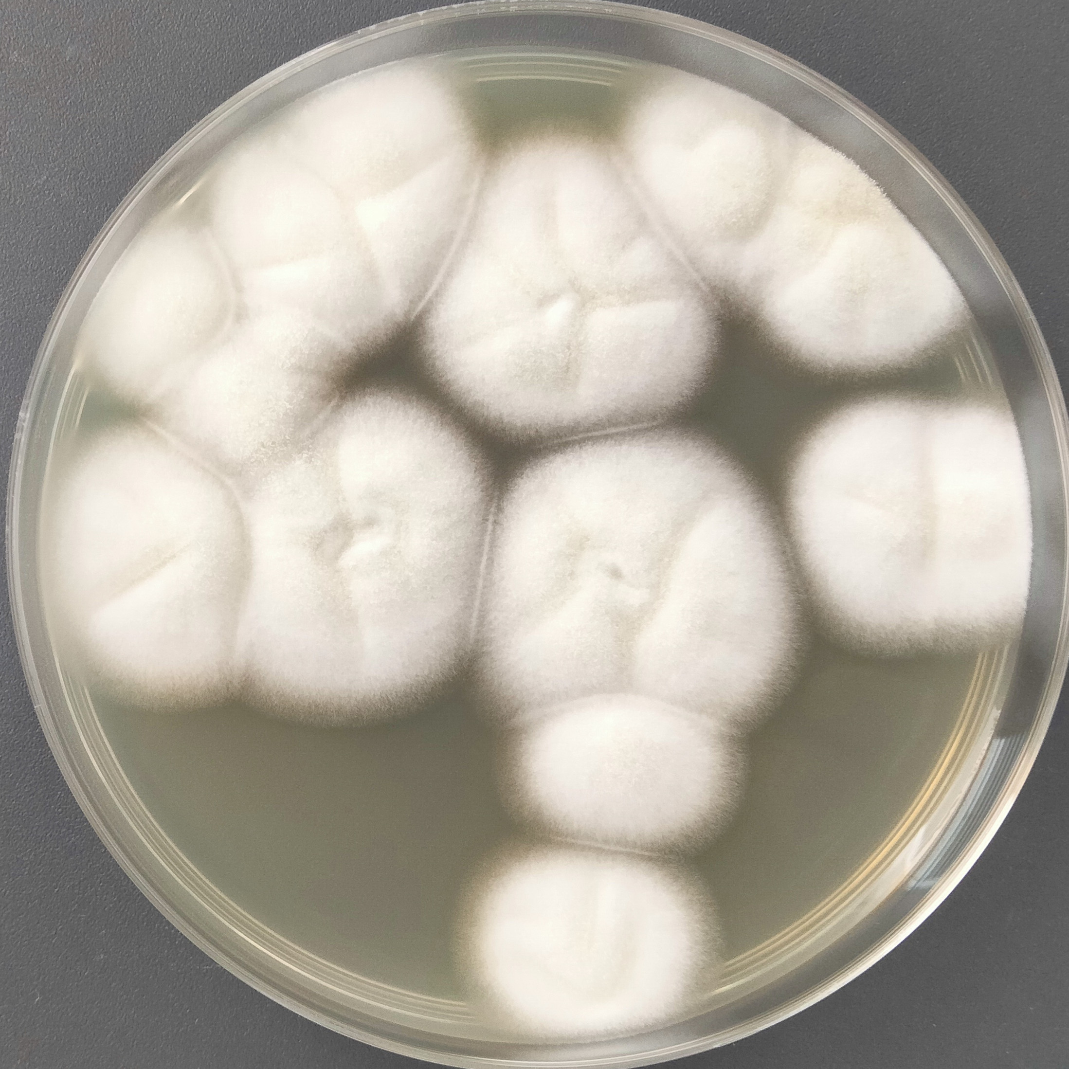 Aspergillus ochraceus-BNCC
