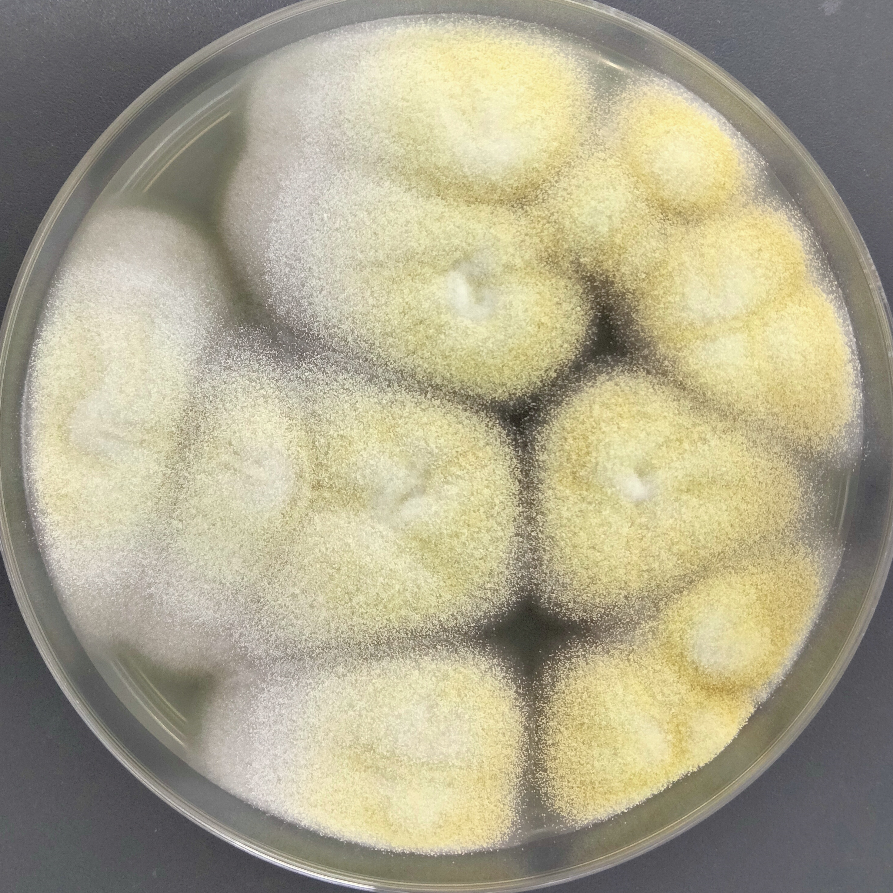 Aspergillus ochraceus-BNCC
