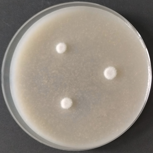 Aspergillus oryzae-BNCC